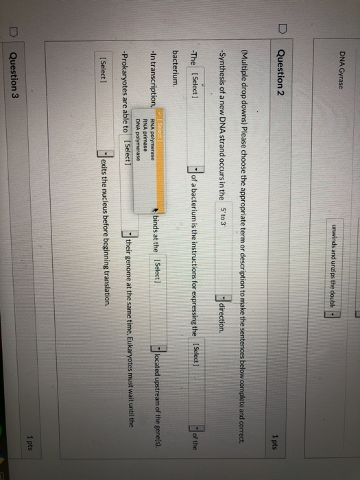 DNA Gyrase unwinds and unzips the double - Question 2 1 pts (Multiple drop downs) Please choose the appropriate term or descr