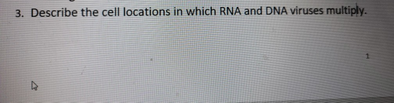 3. Describe the cell locations in which RNA and DNA viruses multiply.