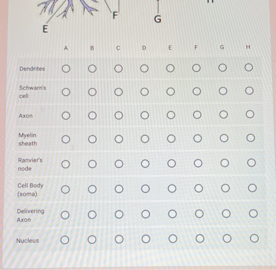 1. F E A B с D E F G H Dendrites о О О Schwarns cell O O O ОО Axon O О. ОО Myelin sheath ОО Ranviers node ООО О Cell Body (