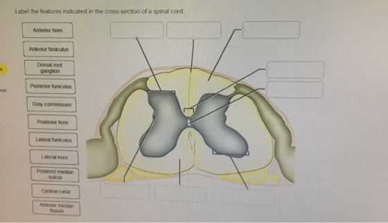 Label the features indicated in the cross-section of a spinal cord. Anterior hom Anterior funiculus Dorsal root ganglion Post