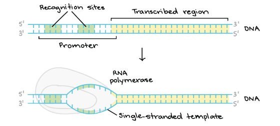 Recognition sites Transcribed region 5 3 H 3 -5 DNA Promoter RNA polymerase 5 3 3 -5 DNA -Single-stranded template