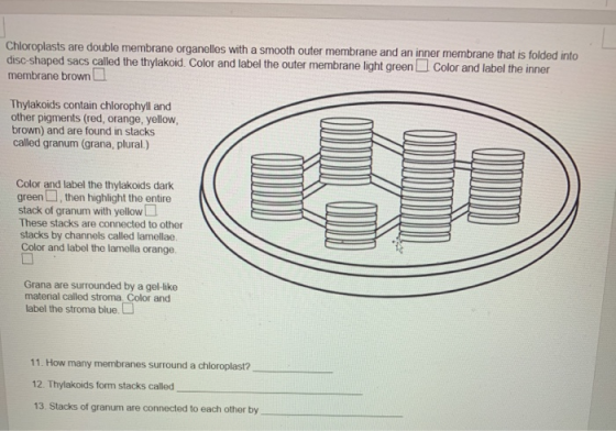 Chloroplasts are double membrane organelles with a smooth outer membrane and an inner membrane that is folded into disc-shape