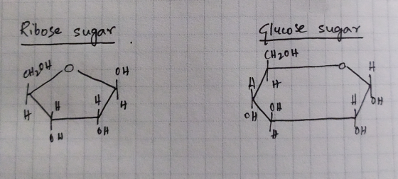 Ribose sugar ueoe sugar CH20H CH4 0H A/H 4 HQ 6A 6 W DH