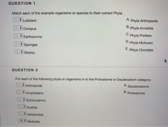QUESTION 1 Match each of the example organisms or species to their correct Phyla Lobsters A. Octopus Earthworms Phyla Arthrop