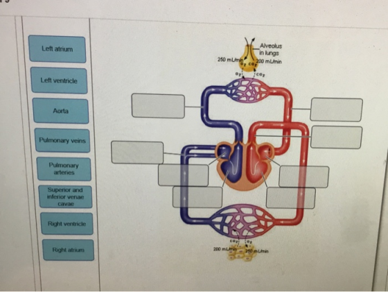 Left atrium Alveolus in lungs 250 mm, co 200 mU/min Co Left ventricle Aorta Pulmonary veins Pulmonary arteries Superior and i
