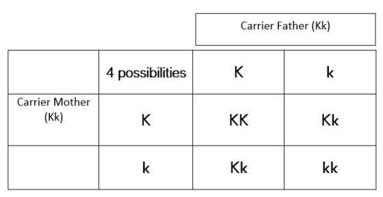 Carrier Father (KK) 4 possibilities Carrier Mother (KK) Kk kk