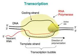 Transcription Coding strand RNA Polymerase Active DNA 5 3 3 Nascent RNA Direction of polymerization Template strand Transcrip