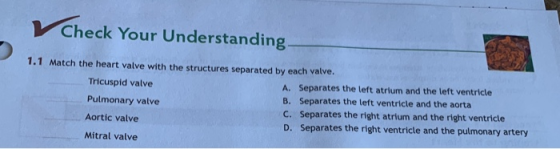 Check Your Understanding 1.1 Match the heart valve with the structures separated by each valve. Tricuspid valve A. Separates