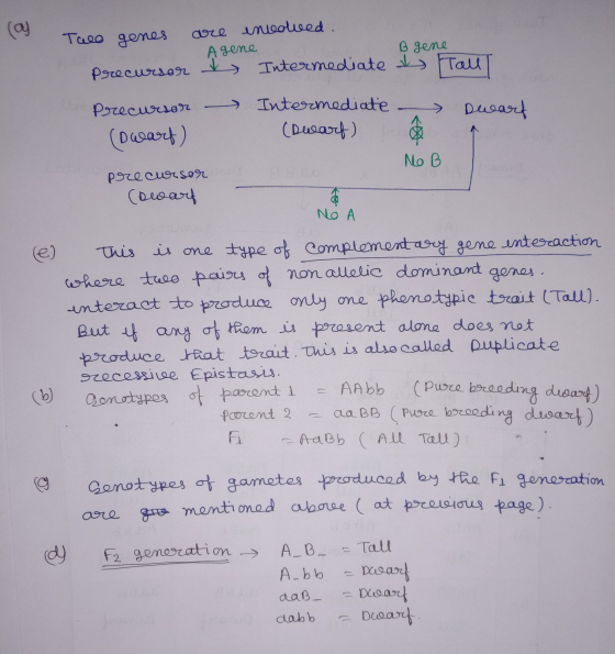 Tule genes are involved. Agene Precursor ay Intermediate Одоо i Tour - Dwart Precursor (swart) Intermediate - (Dwarf) No B pr