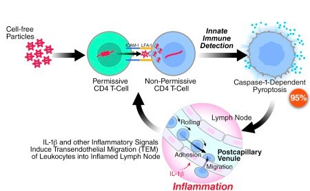 Cell-free Particles Innate Immune Detection Permissive CD4 T-Cell Non-Permissive CD4 T-Cell Caspase-1-Dependent Pyroptosis 95