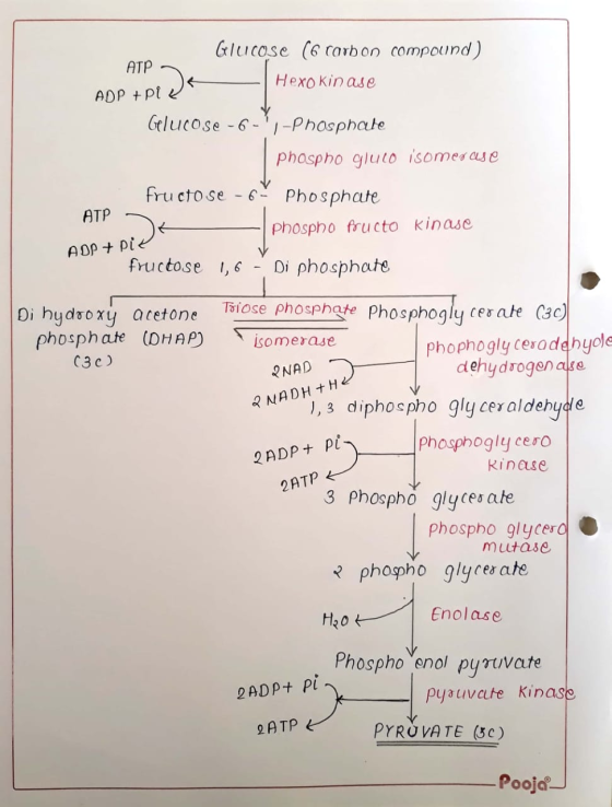 ADP + Pi Glucose (6 carbon compound) ATP Hexo kin ase Gelucose-6-, -Phosphate phospho gluco isomerase fructose -69 Phosphate