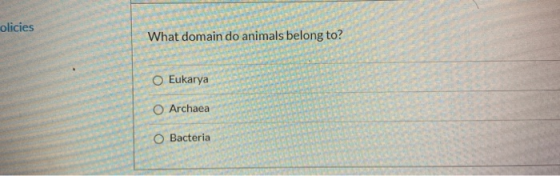 olicies What domain do animals belong to? Eukarya O Archaea O Bacteria