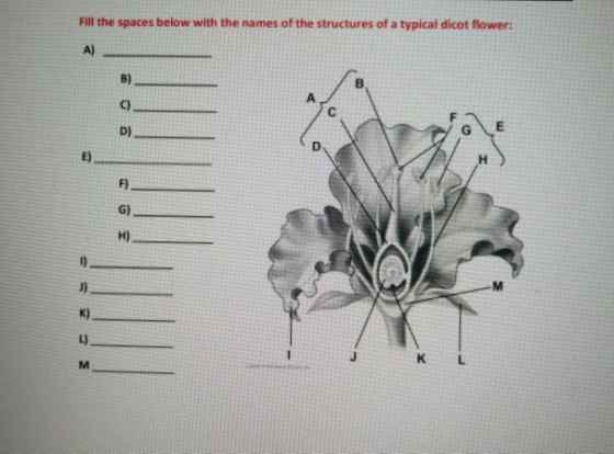 Fill the spaces below with the names of the structures of a typical dicot flower: I Joe = = =