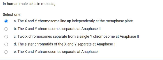 In human male cells in meiosis, Select one: a. The X and Y chromosome line up independently at the metaphase plate O b. The X