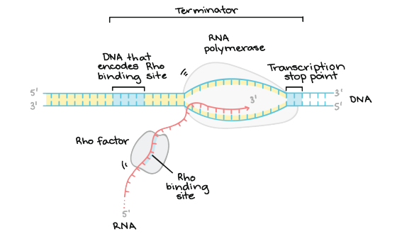 Terminator DNA that encodes Rho binding site RNA polymerase Transcription stop point -3° 3 DNA 5 3 Rho factor lo Rho bindi