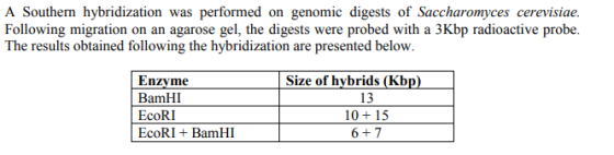A Southern hybridization was performed on genomic digests of Saccharomyces cerevisiae. Following migration on an agarose gel,