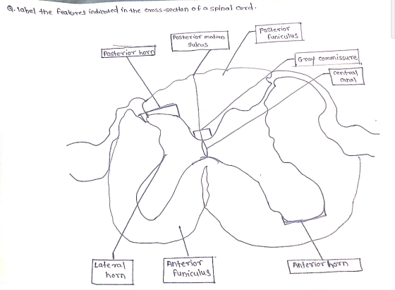 Q.label the features indicated in the cross-secHon of aspinal cord. Posterior median Sulcus posterior funiculus Posterior hor