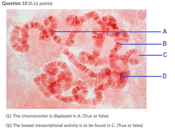 Question 10 (0,16 points) Q1 The chromocenter is displayed in A. (True or false) Q2 The lowest transcriptional activity is to be found in C. (True or false)