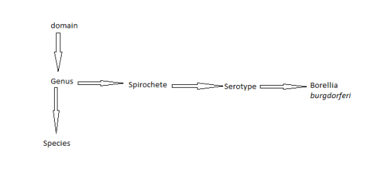 domain Spirochete- Borellia burgdorferi serotype