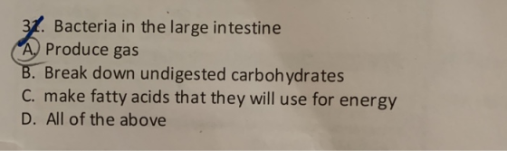 31. Bacteria in the large intestine (AProduce gas B. Break down undigested carbohydrates C. make fatty acids that they will u