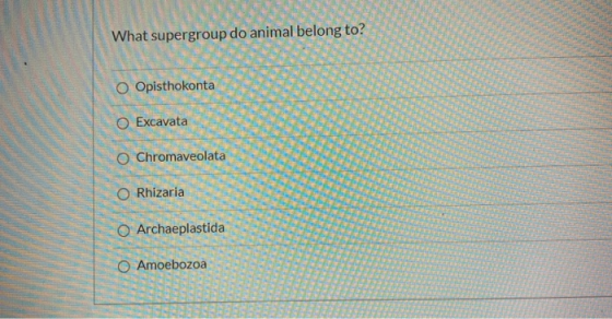 What supergroup do animal belong to? O Opisthokonta Excavata Chromaveolata Rhizaria O Archaeplastida O Amoebozoa