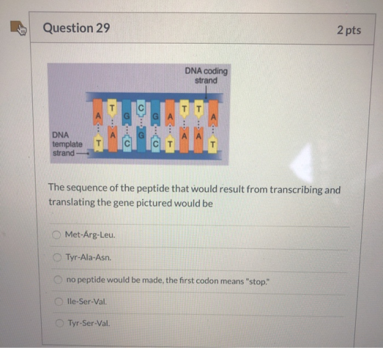 Question 29 2 pts DNA coding strand DNA template strand - The sequence of the peptide that would result from transcribing and