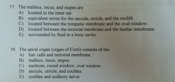 57. The malleus, incus, and stapes are A) located in the inner ear B) equivalent terms for the saccule, utricle, and the otolith. C) located between the tympanic membrane and the oval window D) located between the tectorial membrane and the basilar membrane. E) surrounded by fluid in a bony cavity 58. The spiral organ (organ of Corti) consists of the A) hair cells and tectorial membrane. B) malleus, incus, stapes C) eardrum, round window, oval window D) saccule, utricle, and cochlea. E) cochlea and auditory nerve.