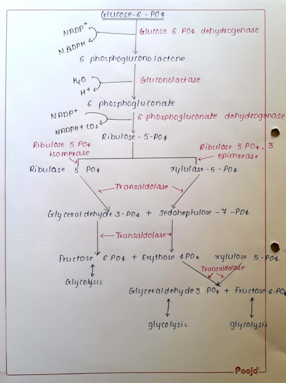 Glucose-6 - PO4 NADP - Glucose 6 P04 dehydrogenase NADPH 6 phosphoglurono lo cHono H₂O Gluconolactase H+ 6 phosphogluconate -