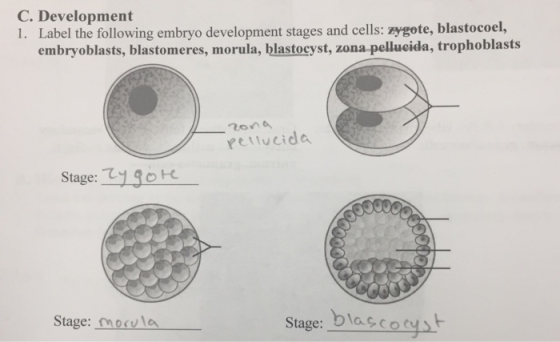 C. Development 1. Label the following embryo development stages and cells: zygote, blastocoel, embryoblasts, blastomeres, morula, blastocyst, zona-pellucida, trophoblasts 2ona petlucide Stage: 13 0 R Stage: mocvla Stage: blasco