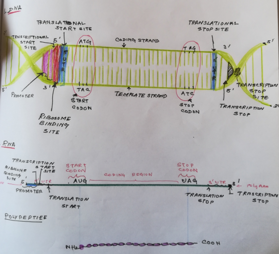 NA TRANSLATI O N . 3Top SITE TRAN3 LA TI NAL START SITE CoPING STRAND 5 ド14 START SITE TRANSERIPTON Tof SI任 3 丁A a TEMPLATE STRAND TRANSeRIP TION STOP PRoM & TER 3TART STOP RiBOSoME BINDINS S/TE RNA STOP S TART OODING REGION Sure TRANSLATION srop AV STOP PROMOTER TRANSLA TIDN ST ART POLyPEPTIEE