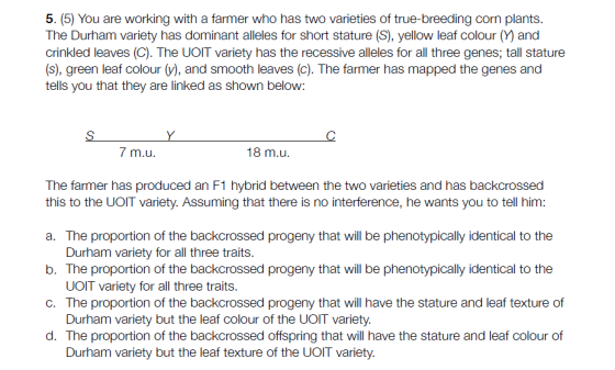 5. (5) You are working with a farmer who has two varieties of true-breeding corn plants. The Durham variety has dominant alleles for short stature (S), yellow leaf colour (Y) and crinkled leaves (C). The UOIT variety has the recessive alleles for all three genes, tall stature (s), green leaf colour v),and smooth leaves (c). The farmer has mapped the genes and tells you that they are linked as shown below: 7 m.u 18 m.u The farmer has produced an F1 hybrid between the two varieties and has backcrossed this to the UOIT variety. Assuming that there is no interference, he wants you to tell him a. The proportion of the backcrossed progeny that will be phenotypically identical to the b. The proportion of the backcrossed progeny that will be phenotypically identical to the C. The proportion of the backcrossed progeny that will have the stature and leaf texture of d. The proportion of the backcrossed offspring that will have the stature and leaf colour of Durham variety for all three traits. UOIT variety for all three traits. Durham variety but the leaf colour of the UOIT variety. Durham varilety but the leaf texture of the UoiT variety.