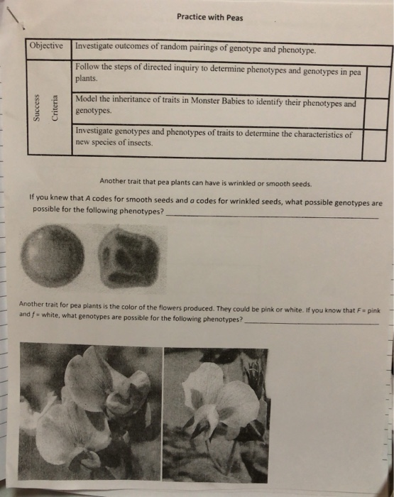 Practice with Peas Objective Investigate outcomes of random pairings of genotype and phenotype. Follow the steps of directed