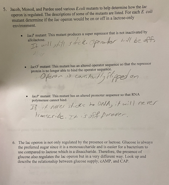 5. Jacob, Monod, and Pardee used various E.coli mutants to help determine how the lac operon is regulated. The descriptions o
