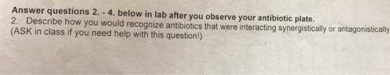 Answer questions 2. - 4. below in lab after you observe your antibiotic plate. 2. Describe how you would recognize antibiotics that were interacting synergistically or antagonistically (ASK in class if you need help with this question!)