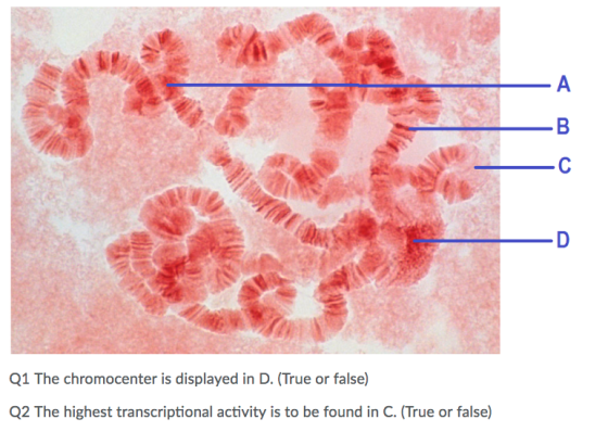 Q1 The chromocenter is displayed in D. (True or false) Q2 The highest transcriptional activity is to be found in C. (True or false)