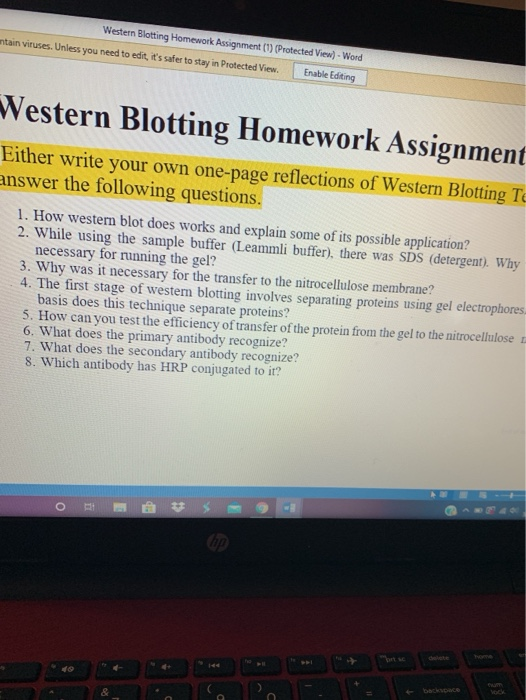 Western Blotting Homework Assignment (1) (Protected View) - Word intain viruses. Unless you need to edit, its safer to stay