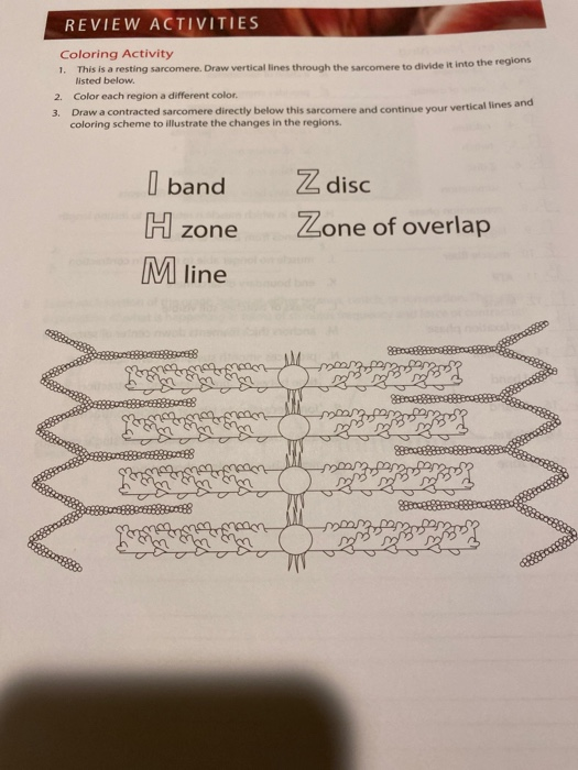 REVIEW ACTIVITIES Coloring Activity 1. This is a resting sarcomere. Draw vertical lines through the sarcomere to divide it in