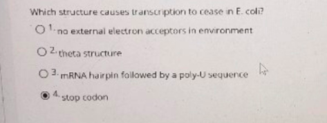 Which structure causes transcription to cease in E. coli? O na external electron acceptors in environment 2. theta structure