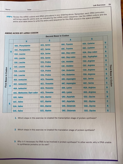 Lab Exercises Po Review the mRNA codons and tRNA anticodons in your drawing above. Remember, each tRNA anticodon w Bring a sp