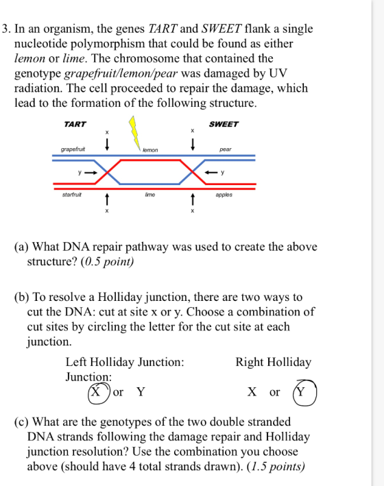 3. In an organism, the genes TART and SWEET flank a single nucleotide polymorphism that could be found as either lemon or lim