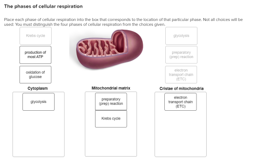 The phases of cellular respiration Place each phase of cellular respiration into the box that corresponds to the location of