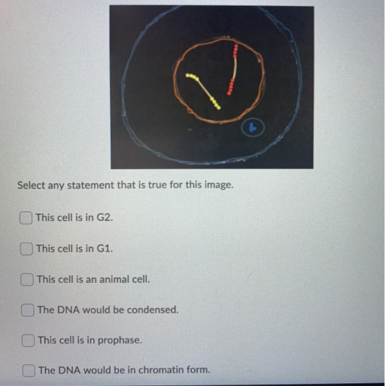 Select any statement that is true for this image. This cell is in G2. This cell is in G1. This cell is an animal cell. The DN