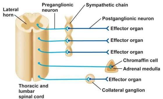 Preganglionic neuron Sympathetic chain Lateral horn Postganglionic neuron < Effector organ Effector organ < Effector organ Ch