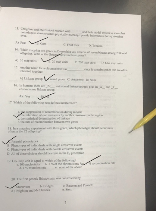 13. Creighton and McClintock worked with and their model system to show that homologous chromosomes physically exchange genetic information during crossing over, A) Peas ﹀_T corn 14. While mapping two genes in Drosophila you observe 40 recombinants among 200 total A) 30 map units 15. Another name for a chromosome is a C. Fruit flies D. Tobacco offispring. What is the distan Getween these genes? B. 20 map units C. 200 map units D. 6.67 map units , since it contains genes that are often inherited together. A) Linkage group inked genes C) Autosome D) None chromosome linkage group. A) Yes 16. In humans there are 22 autosomal linkage groups, plus an X_ and Y 17. Which of the following best defines interference? a. the suppression of recombination during mitosis the inhibition of one crossover by another crossover in the region c, the statistical determination of linkage d. the rate of recombination between two genes ofnien in the 2 ofiprnes experiment with three genes, which phenotype should occur most Parental phenotypes B. Phenotypes of individuals with single crossover events C. Phenotypes of individuals with double crossover events D. All of these choices should be equal in the F2 generation 19. One map unit is equal to which of the following? a. 100 nucleotides b. 1 % of the chromosome recombination rate d.156 mutation rate e, none ofthe above 20. The first genetic linkage map was constructed by Sturtevant b. Bridges d. Creighton and McClintock c. Bateson and Punnett e. Sterm
