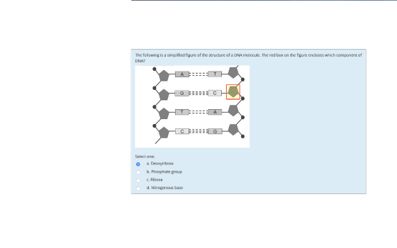 The following is a simplified figure of the structure of a DNA molecule. The red box on the figure encloses which component o