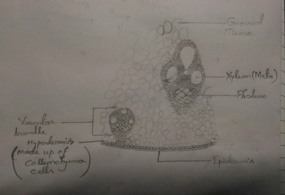 Group Tissue -Xylem (meta) -Pholen Vascular bundle Hypodermida (made up of Colleneryma အကြောင်း Epidermis cells i