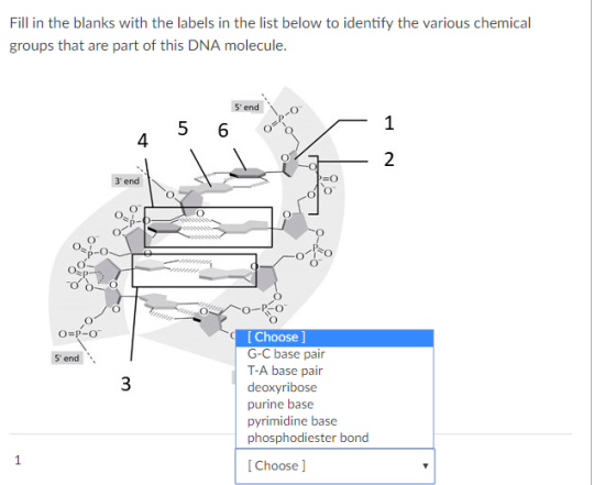 Fill in the blanks with the labels in the list below to identify the various chemical groups that are part of this DNA molecu