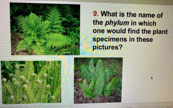 9. What is the name of the phylum in which one would find the plant specimens in these pictures?