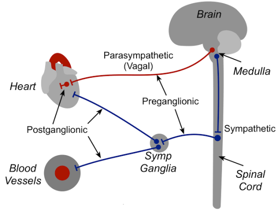 Brain Parasympathetic (Vagal) Medulla Heart Preganglionic Postganglionic Sympathetic Blood Vessels Symp Ganglia Spinal Cord
