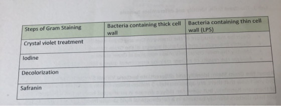 Steps of Gram Staining Bacteria containing thick cell Bacteria containing thin cell wall wall (LPS) Crystal violet treatment